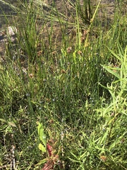 Equisetum variegatum