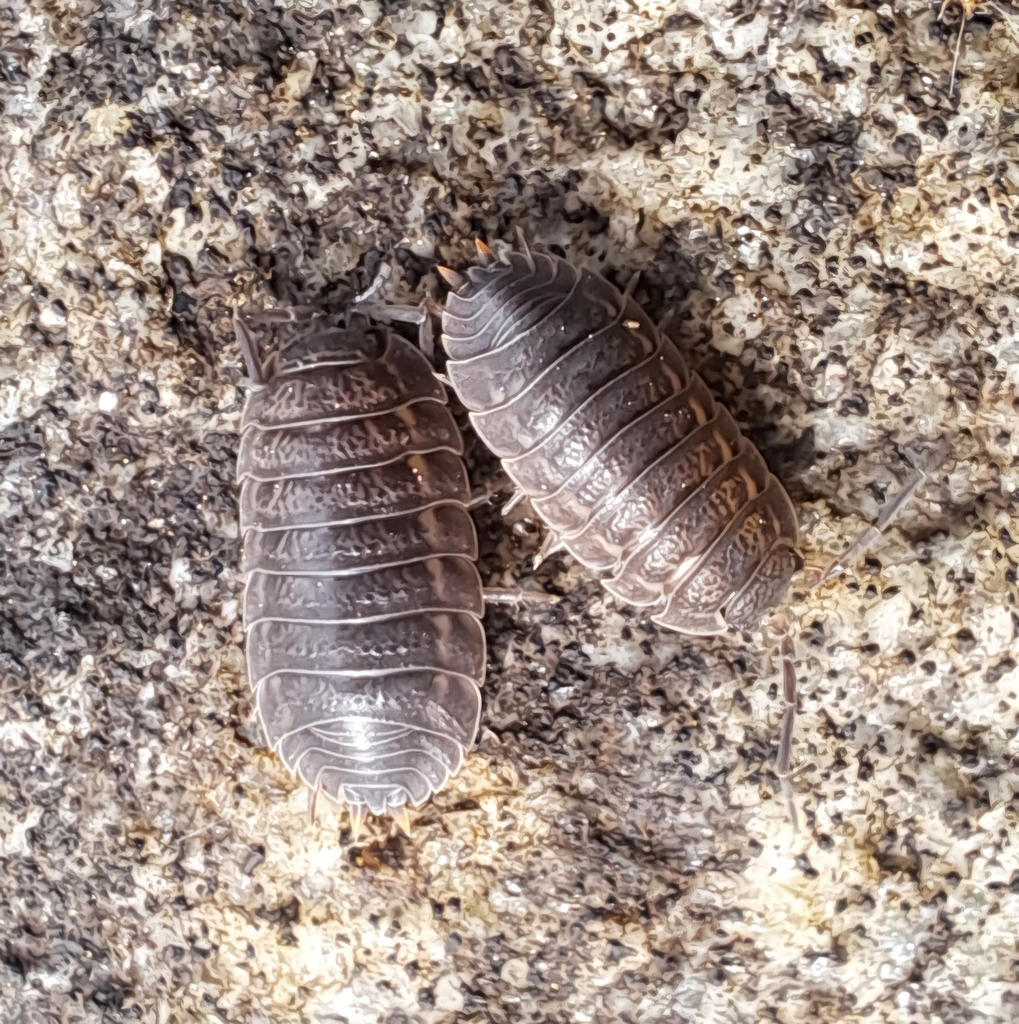 Trachelipus nodulosus
