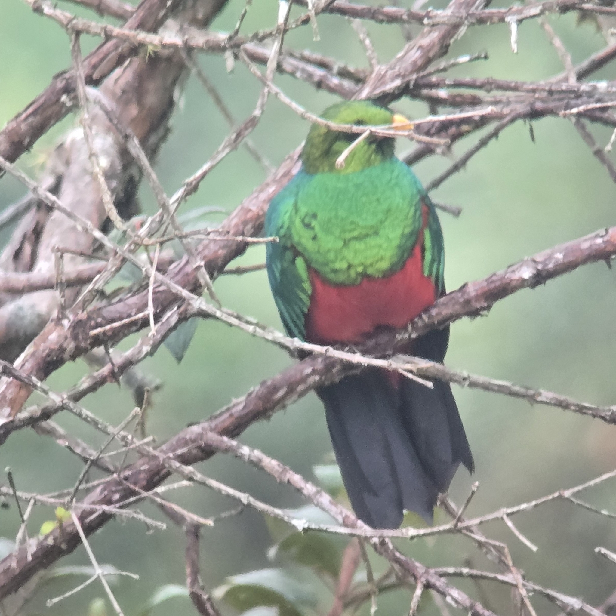 Golden-headed Quetzal (Pharomachrus auriceps), photo 7
