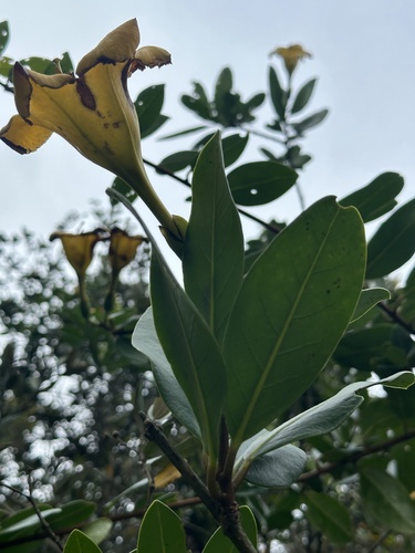 Schultesianthus coriaceus