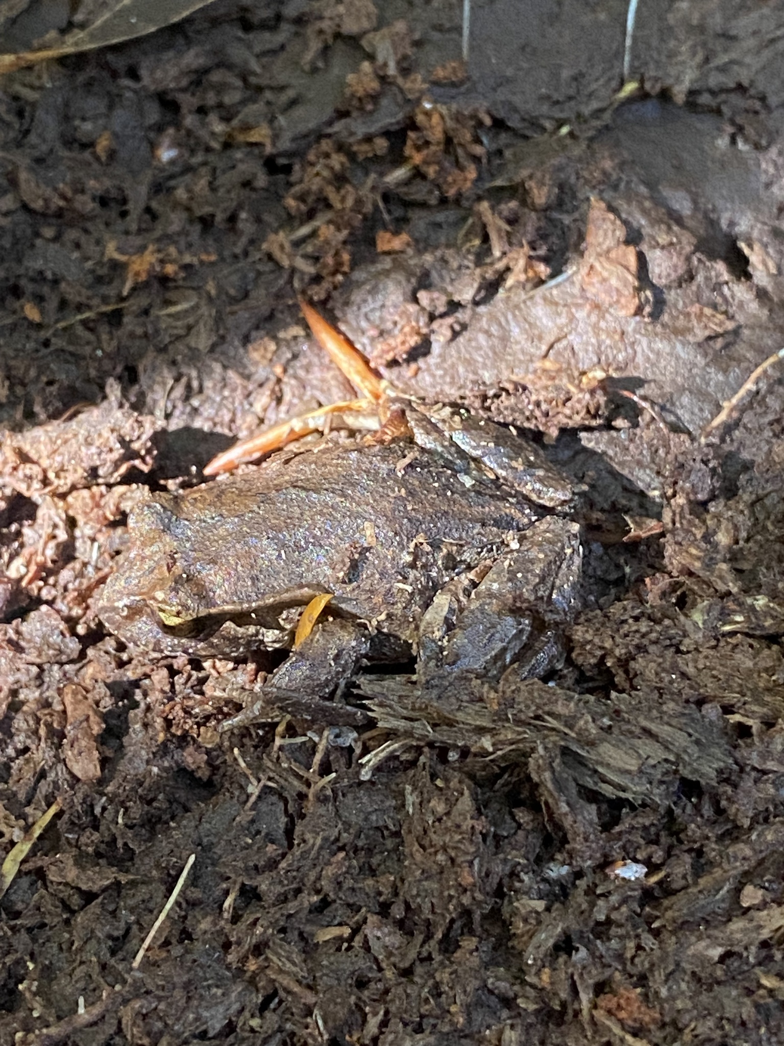 Eupsophus calcaratus (Günther, 1881)