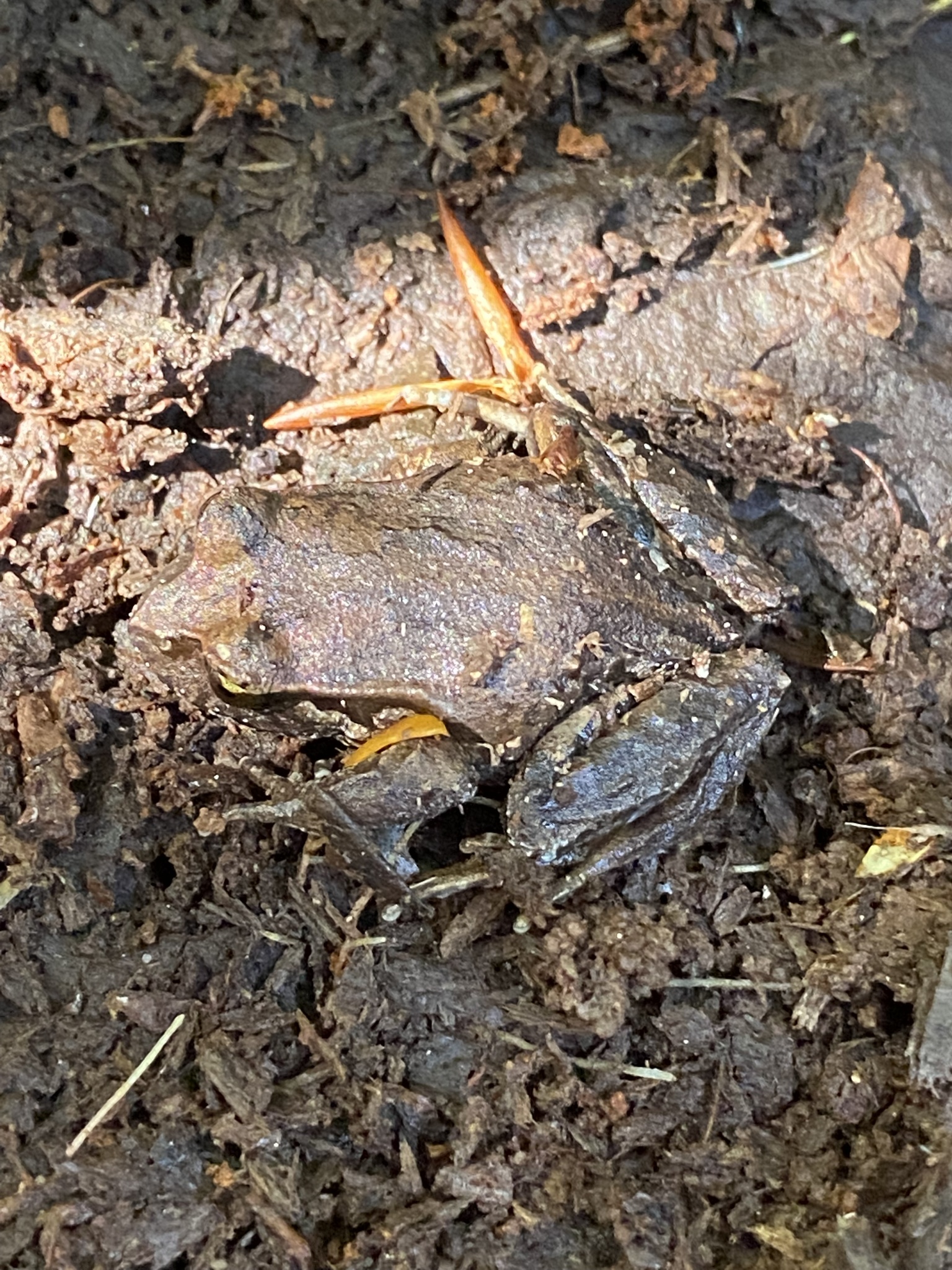 Eupsophus calcaratus (Günther, 1881)