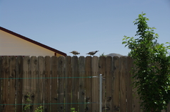 Callipepla californica