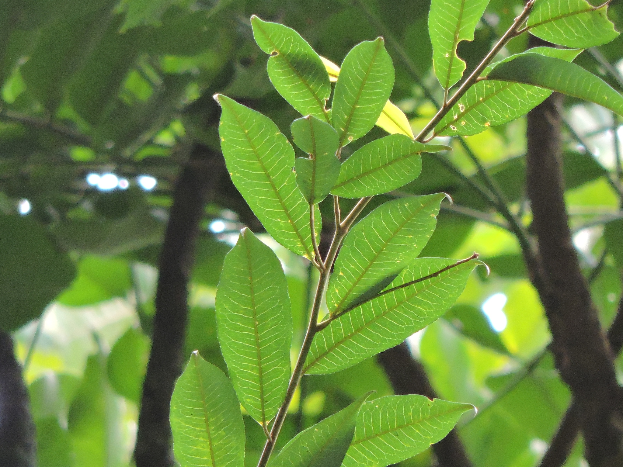 Mabea fistulifera