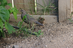 Callipepla californica