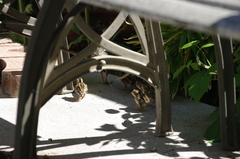 Callipepla californica