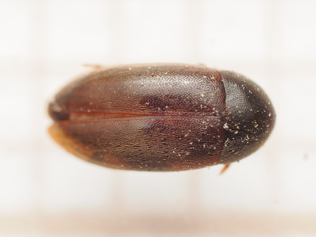 Orchesia blandula
