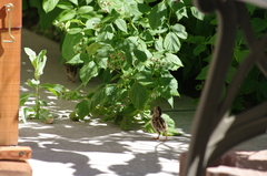 Callipepla californica