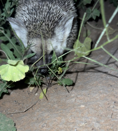 Desert Hedgehog