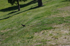 Callipepla californica