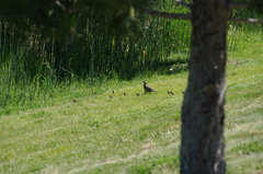 Callipepla californica