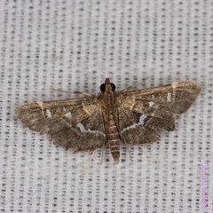 Diathrausta reconditalis