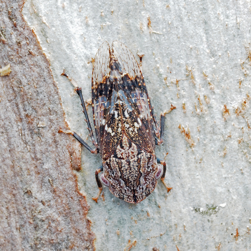 Stenocotis depressa observed 2025-03-04