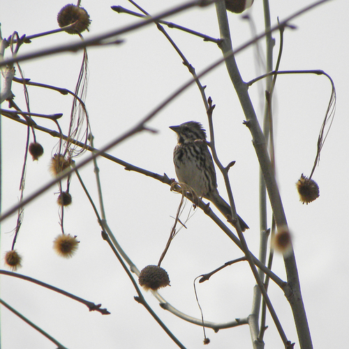 Song Sparrow photographed in Kentucky
