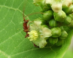 Neocompsa macroscina