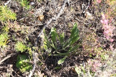 Echiostachys ecklonianus