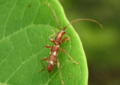 Neocompsa macroscina