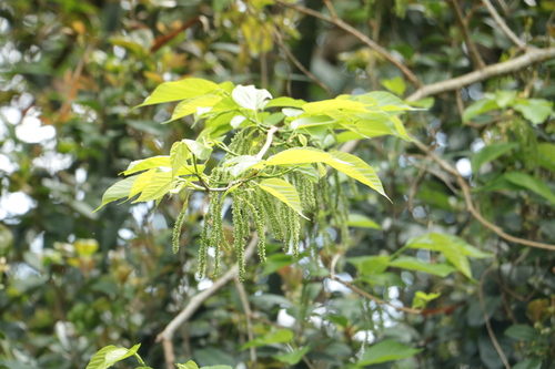 Foto de Amora-silvestre