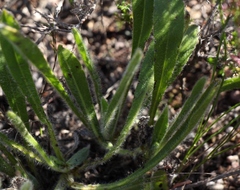 Echiostachys ecklonianus