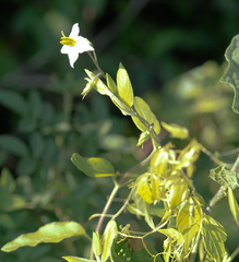 Solanum carolinense