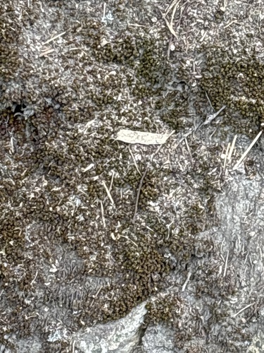 Phaeophyscia adiastola