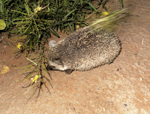 Desert Hedgehog