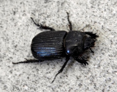 Phileurus