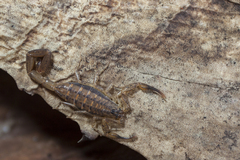 Centruroides marcanoi