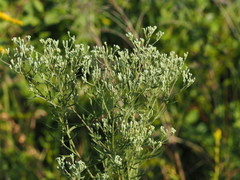 Eupatorium hyssopifolium