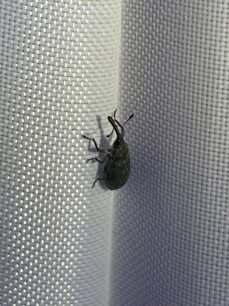 Black Elm Bark Weevil