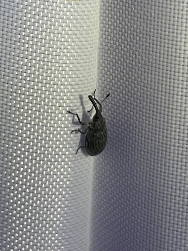 Black Elm Bark Weevil
