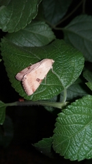 Heliothis peltigera