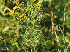 Eupatorium hyssopifolium