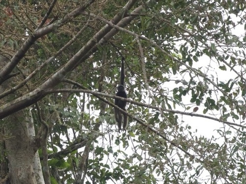 East Bornean Gray Gibbon