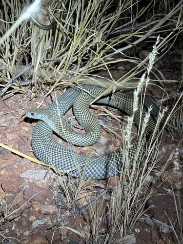 Mulga Snake sighting