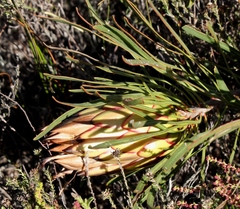 Protea pudens