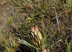 Protea pudens