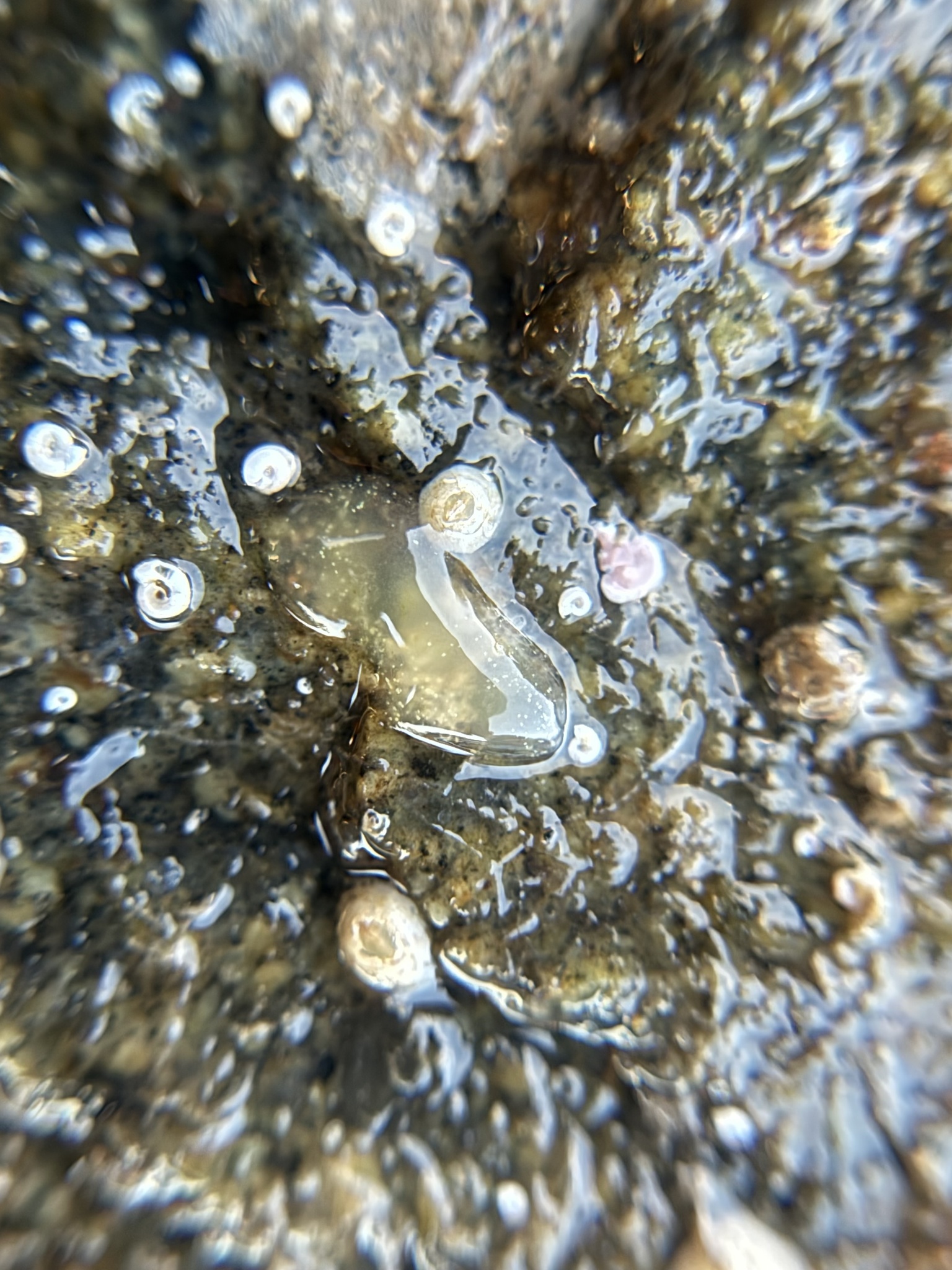 Ciona intestinalis (Linnaeus, 1767)