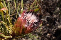 Protea pudens