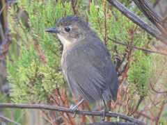 Grallaria quitensis