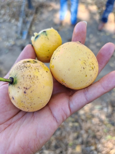 Bacuripari (Garcinia macrophylla)