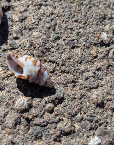 Fusinus cinereus, 2025-03-14