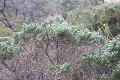 Aspalathus chenopoda