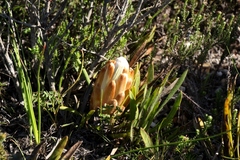 Protea aspera