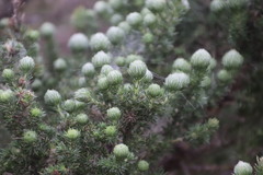 Aspalathus chenopoda