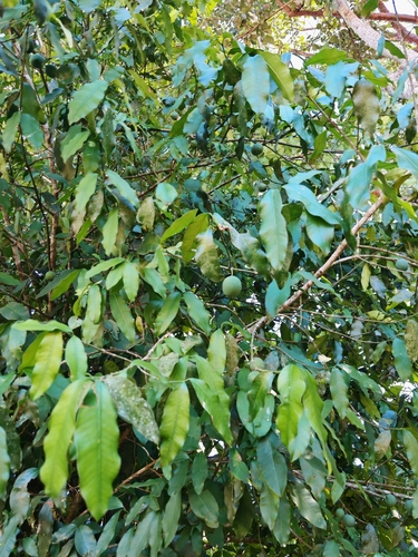 Image of Garcinia macrophylla by no rights reserved