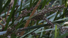 Machaerina complanata