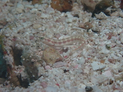 Yellow-Mouth Pikeblenny photo 5