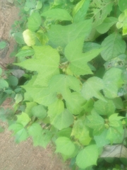 Triumfetta rhomboidea