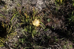 Protea aspera